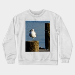 Wary Gull Crewneck Sweatshirt